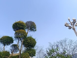 造型独特的景观树木