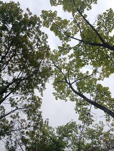 仰视茂密树林枝叶