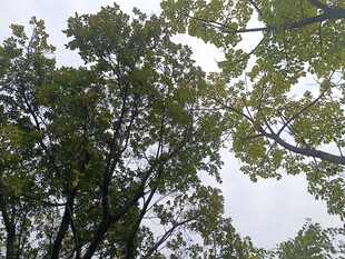 仰视繁茂枝叶景观