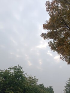 秋日树林上方的朦胧天空