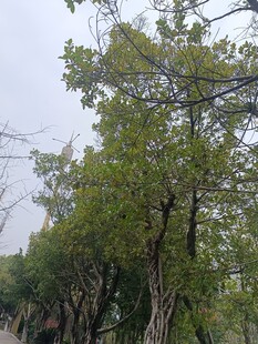 绿树成排的自然景致