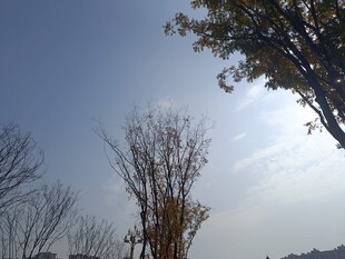 冬日晴空下的树木景象