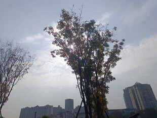 城市中孤独的树木