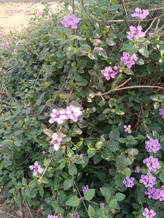 繁茂紫花绿植景观