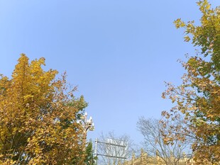 秋日蓝天旁的斑斓树木