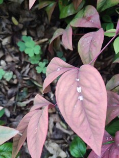 粉色叶片植物特写