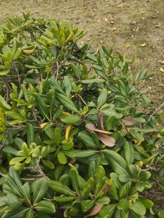 翠绿繁茂的低矮绿植