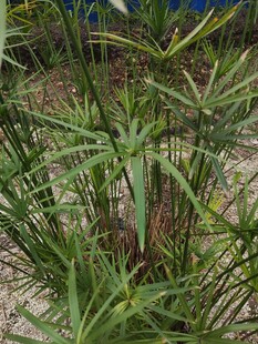 翠绿繁茂的丛生植物