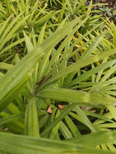 翠绿繁茂的热带植物叶片