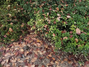 秋日落叶覆盖的绿色植被