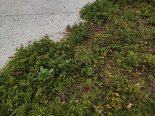 路边翠绿繁茂的野草