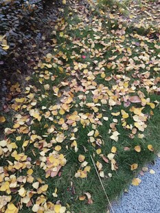 落叶铺地的秋日景象