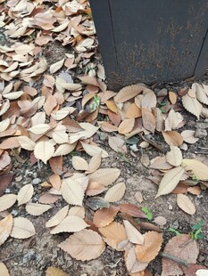 地面散落的枯黄落叶