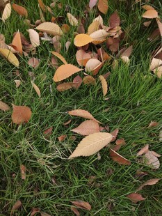 草地上的枯黄落叶