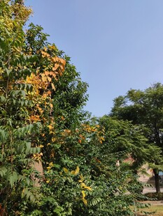 枝头繁花盛开的美丽景象