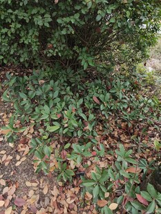 地面绿植与落叶景象