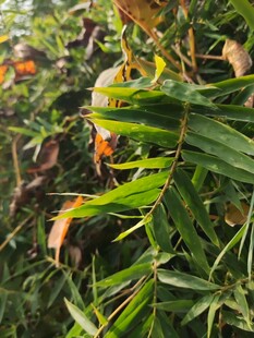 翠绿枝叶间的橙黄果实