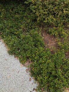 路边繁茂绿植景观