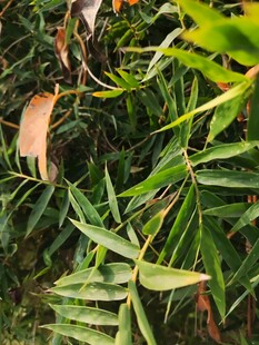 翠绿竹叶间的枯黄叶片