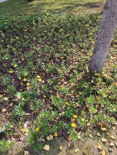 树下多彩植物景观