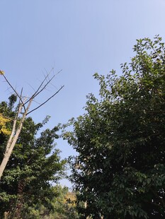 户外树木旁的电力设施