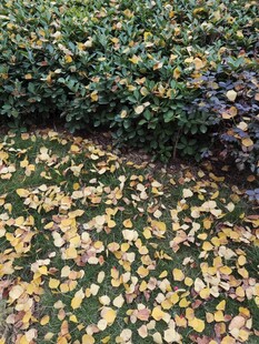 落叶铺地的秋日景致