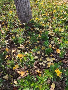 树下落叶与青草的景致