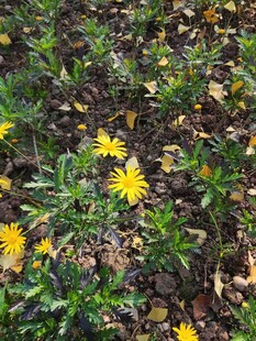 秋日草地中的黄色小花