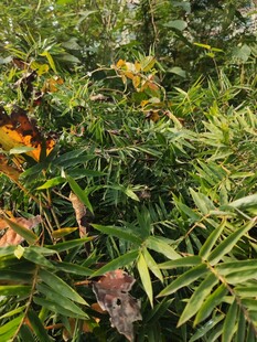 繁茂绿植中的多彩叶片