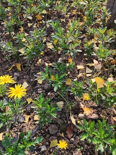 田野中的黄色小花与绿植