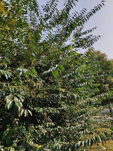 茂密葱郁的绿色植物