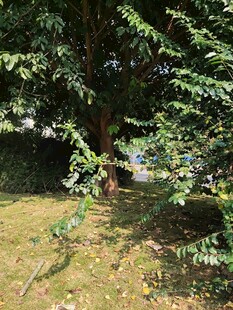 绿荫下的宁静户外景致