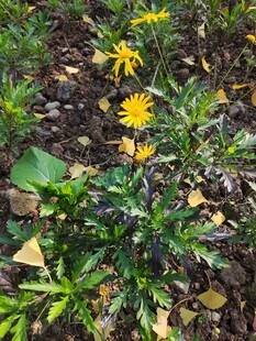 黄色小花绽放于绿植间