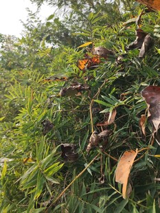 繁茂绿植中的多彩叶片
