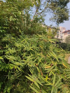 繁茂绿植展现自然生机