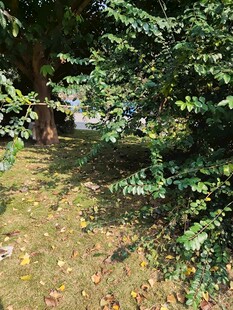 林间光影下的静谧草地