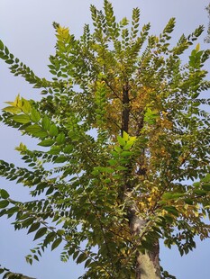 高大葱郁的树木