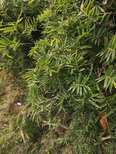 翠绿繁茂的植物景观