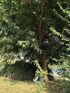 夏日葱郁树木景观