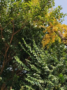 繁茂绿树间的一抹金黄