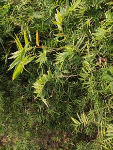 翠绿繁茂的植物景观