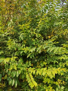 翠绿繁茂的灌木丛