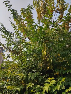 繁茂绿植展现自然生机