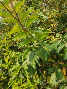 繁茂绿植展现自然生机