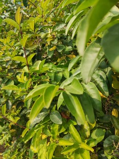 翠绿繁茂的植物景观