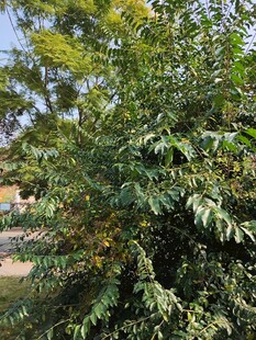 绿叶繁茂的树木景观