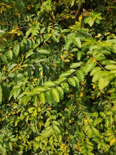 茂密翠绿的植物叶片