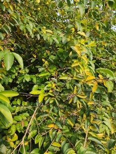 繁茂绿叶植物景象