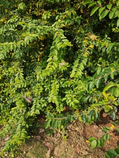 翠绿繁茂的植物景致