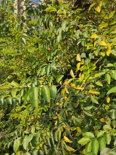 繁茂绿植中的黄绿叶片